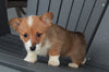 AKC Registered Pembroke Welsh Corgi For Sale Millersburg, OH Female- Beverly