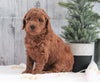 AKC Registered Moyen Poodle For Sale Dundee, OH Female- Harper