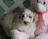 AKC Registered Standerd Poodle For Sale Millersburg OH Female-Darcy