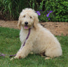 Medium F1BB Goldendoodle For Sale Millersburg OH Male-Drew