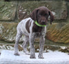 AKC Registered German Shorthaired Pointer For Sale Fredericksburg OH Female-Ammo