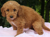 Mini Goldendoodle For Sale Millersburg OH Female-Pam