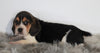 Beagle For Sale Fresno, OH Male- Prince