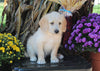 F1B Medium Labradoodle For Sale Millersburg OH Male-Flynn