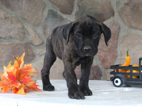 AKC Registered Cane Corso For Sale Wooster OH Female-Daisy