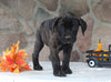 AKC Registered Cane Corso For Sale Wooster OH Female-Daisy