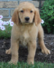 AKC Registered Golden Retriever For Sale Millersburg OH Female-Minnie