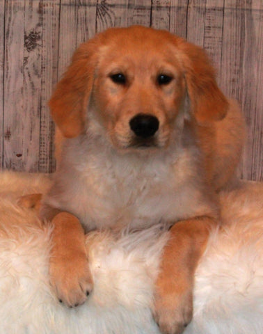 AKC Registered Golden Retriever For Sale Fredericksburg OH Male-Bozo
