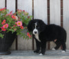 Mini Bernedoodle For Sale Sugarcreek OH Male-Skyler