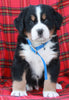 AKC Registered Bernese Mountain Dog For Sale Sugarcreek OH Male-Ace