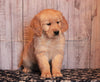 AKC Registered Golden Retriever For Sale Fredericksburg, OH Female- Cindy