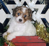 Cavapoo For Sale Millersburg OH Female-Karli