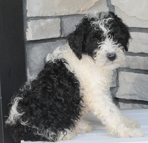 Mini Sheepadoodle For Sale Wooster OH -Derek