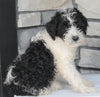 Mini Sheepadoodle For Sale Wooster OH -Derek