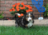 Bernedoodle For Sale Millersburg OH Male-Bruno