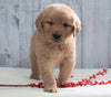 AKC Registered Golden Retriever For Sale Millersburg, OH Male- Ricky