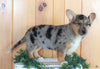 German Shepherd Mix For Sale Millerburg OH Male-Wendall