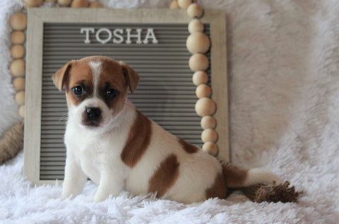 Jack Russell Terrier For Sale Applecreek, OH Female- Tosha