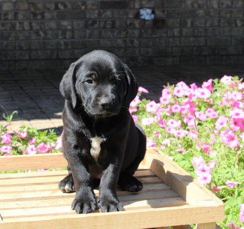 Dalmatian English Cream Goldens For Sale Holmesville OH Female-Zora