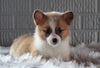 ACA Registered Pembroke Welsh Corgi For Sale Millersburg, OH Female- Twinkle