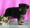 AKC Registered German Shepherd For Sale Millersburg OH Female-Bridget