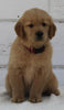AKC Registered Golden Retriever For Sale Millersburg OH Female-Bella