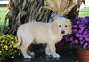 F1B Medium Labradoodle For Sale Millersburg OH Male-Flynn