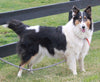 Collie Lassie For Sale Fredericksburg OH Female-Roxie