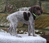 AKC Registered German Shorthaired Pointer For Sale Fredericksburg OH Female-Ammo