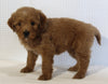 Mini Goldendoodle For Sale Beach City OH Female-Zoey