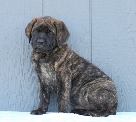 English Mastiff For Sale Fredericksburg, OH Male- Diesel