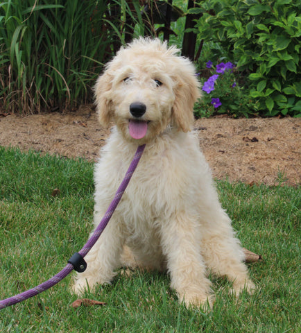 Medium F1BB Goldendoodle For Sale Millersburg OH Male-Drew