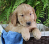 AKC Registered Golden Retriever For Sale Shreve OH Male-Carson