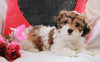 Cavachon For Sale Applecreek OH Female-Molly