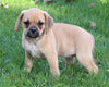 Puggle For Sale Sugarcreek OH Female-Reese
