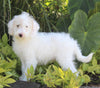 F1B Medium Labradoodle For Sale Millersburg OH Female-Flurry