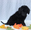 Medium F1B Labradoodle For Sale Millersburg OH Female-Hailey