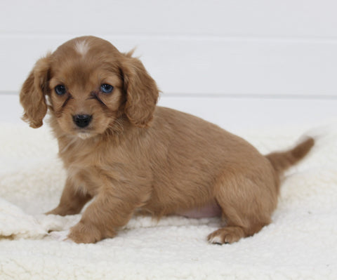 Cavapoo For Sale Fresno OH Female-Cutie