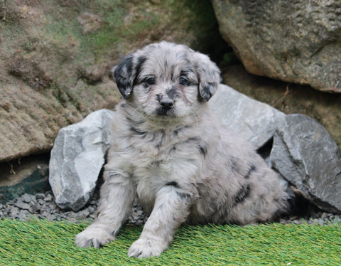 Mini Goldendoodle For Sale Millersburg, OH Female- Tinkerbell