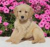 AKC Registered Golden Retriever For Sale Millersburg OH Male-Harley