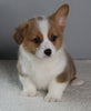 ACA Registered Pembroke Welsh Corgi For Sale Millersburg OH Male-Dasher
