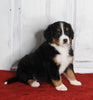 AKC Registered Bernese Mountain Dog For Sale Millersburg OH Female-Missy