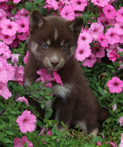 Pomsky For Sale Holmesville OH Female-Lisa