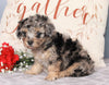 ACA Registered Miniature Poodle For Sale Fredericksburg, OH Female- Bailey