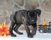 AKC Registered Cane Corso For Sale Wooster OH Female-Daisy