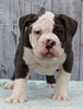 OIEBA Registered Olde English Bulldog For Sale Adamsville, OH Male- Boss Hog