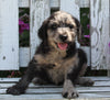 Labradoodle Puppy For Sale Holmesville OH Male-Mason