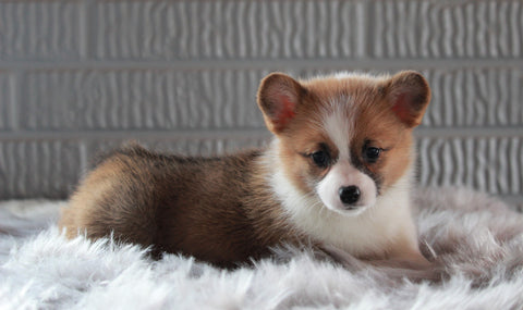 ACA Registered Pembroke Welsh Corgi For Sale Millersburg, OH Female- Twinkle