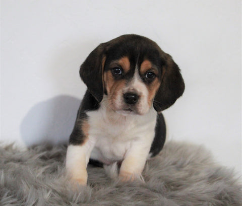 Beagle For Sale Fresno, OH Male- Prince