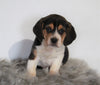 Beagle For Sale Fresno, OH Male- Prince